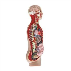 Sympatický model anatomie z měkkého silikonu