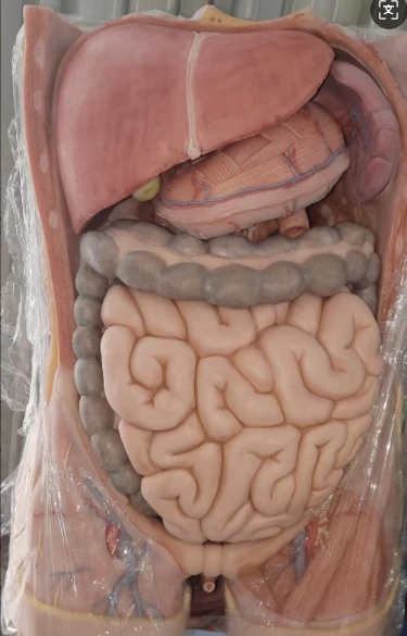 celiac trunk model celiac trunk model