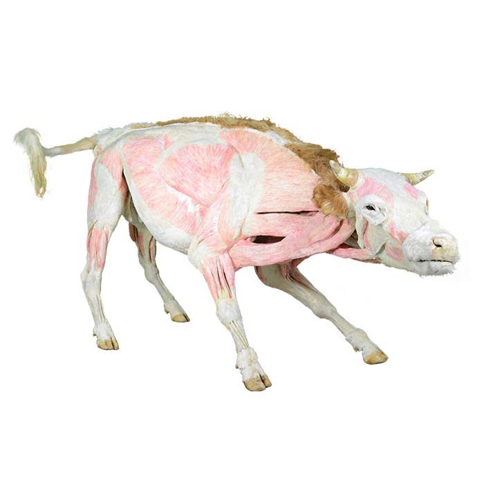 cattle plasti8nated specimen cattle plasti8nated specimen