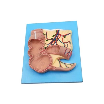 Cecum a dodatek