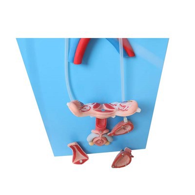 Model anatomie ženského reprodukčního systému