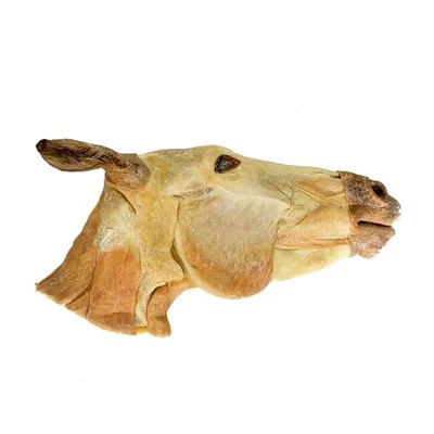 Hlava A Krk Vzorku Koně