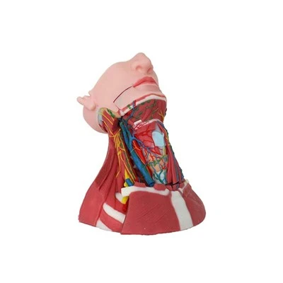 Lékařský anatomický model