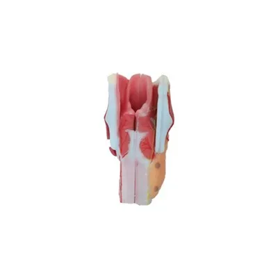 Model anatomie krku